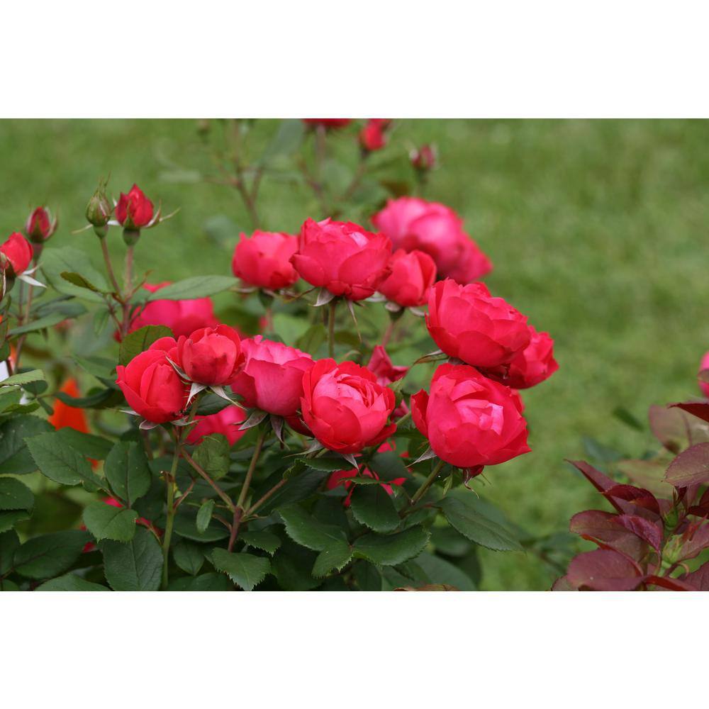 PROVEN WINNERS 2 Gal. Oso Easy Double Red Rose Plant with Deep Red Flowers 16841