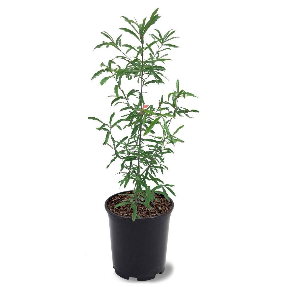 1 Gal. Willow Deciduous Oak Tree OAKWIL01G
