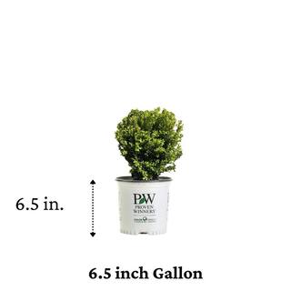 PROVEN WINNERS 1 Gal. Sprinter Boxwood (Buxus) Live Evergreen Shrub Green Foliage BUXPRC1006101