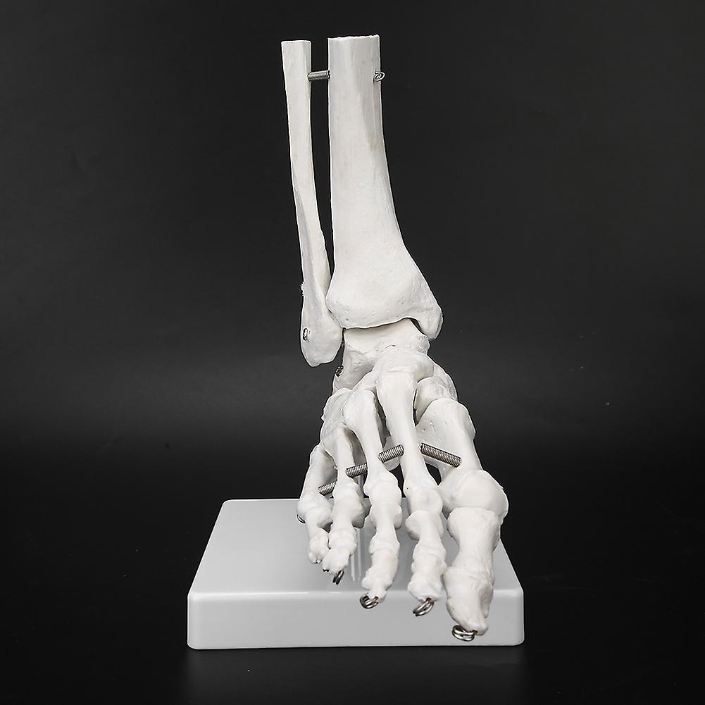 Foot Ankle Joint Model Demonstration Human Foot Teaching Model With Base