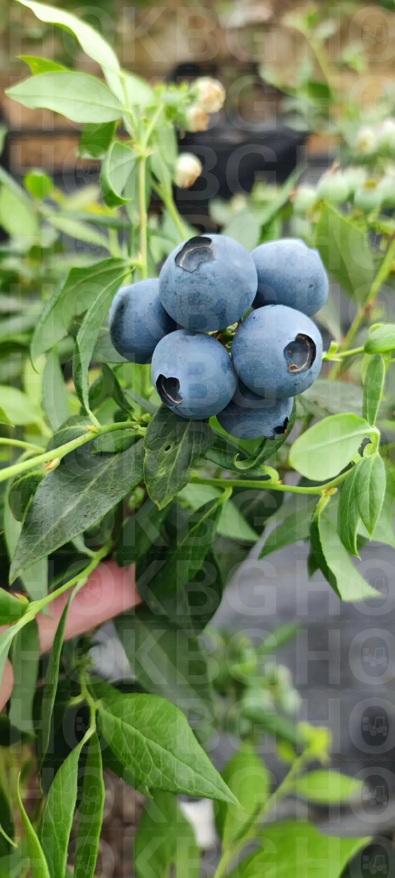 HOKBG High quality blueberry tree plant grow bags 7 Gallon three dimensional grow bag for planting