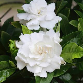 national PLANT NETWORK 3 gal. Gardenia Aimee Tree HD1891