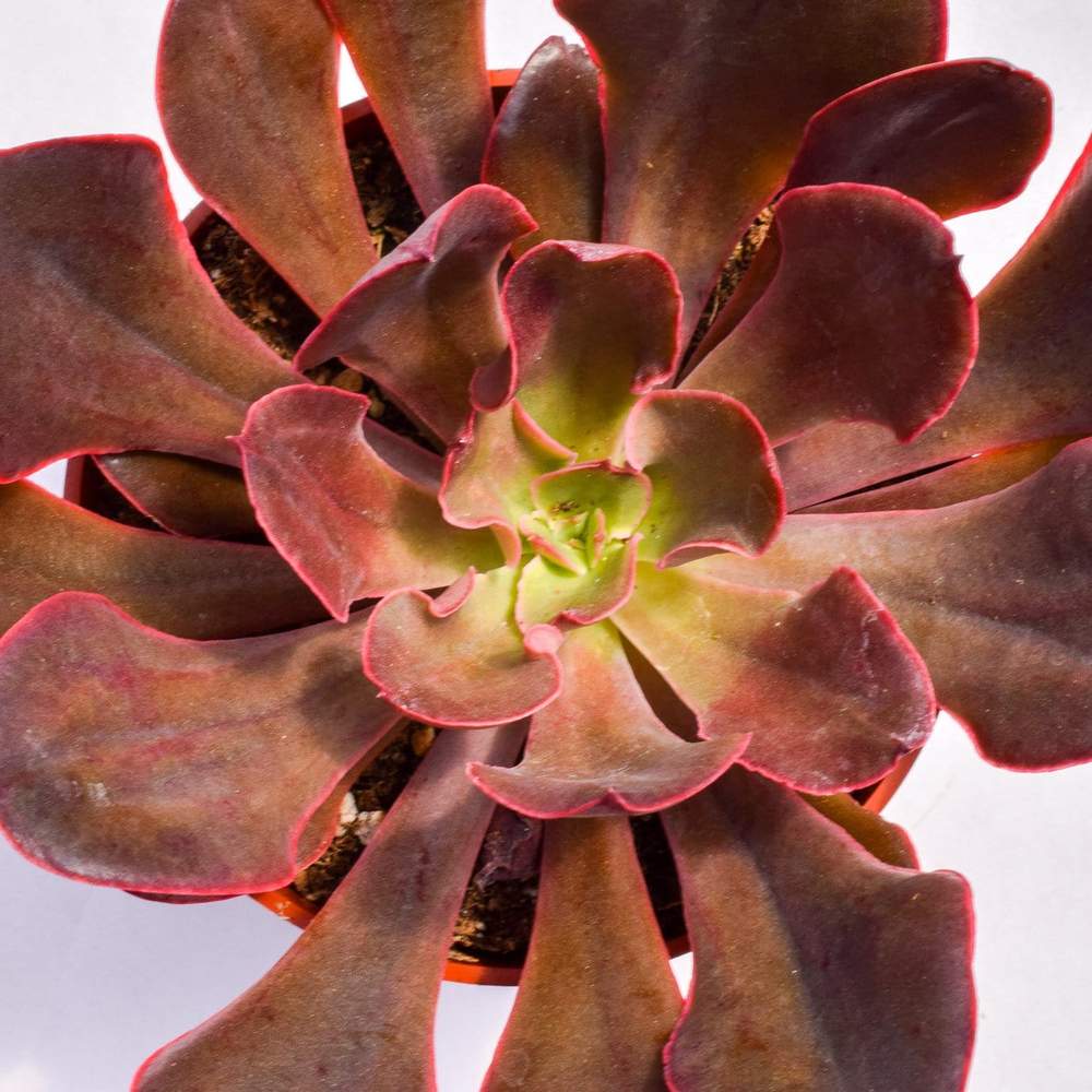 Echeveria Red Prince