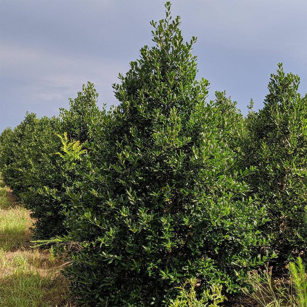 7 Gal. Nellie R. Stevens Holly Evergreen Tree HOLNEL07G