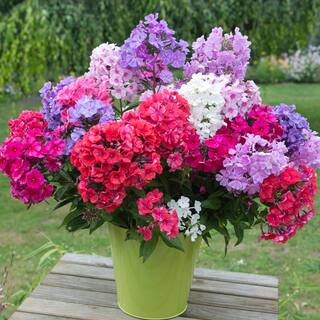 VAN ZYVERDEN Tall Phlox Mixed Roots (Set of 6) 83854