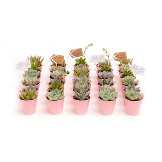 The Succulent Source 2 in. Wedding Event Rosette Succulents Plant with Pink Metal Pails and Thank You Tags (80-Pack) 2-R-P-TY-80