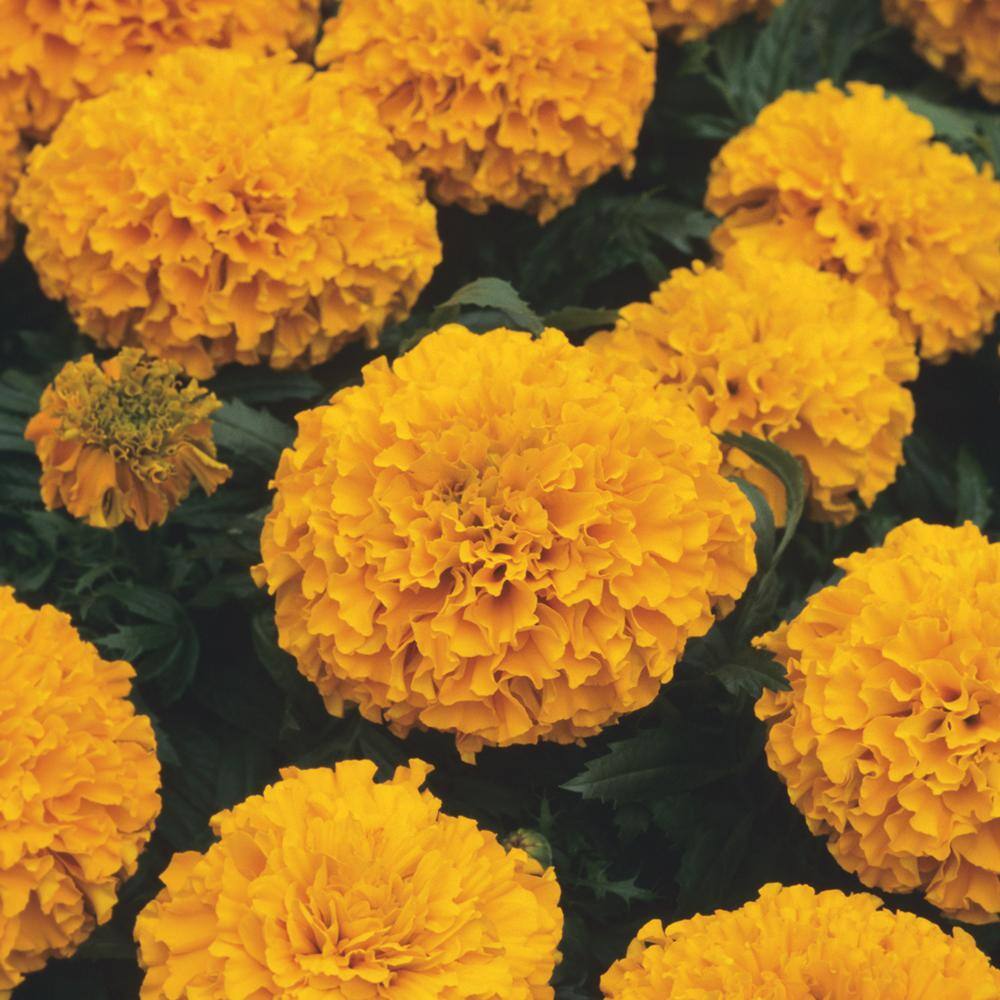 10 in. Large African Orange Marigold Plant (12-Pack) 9522