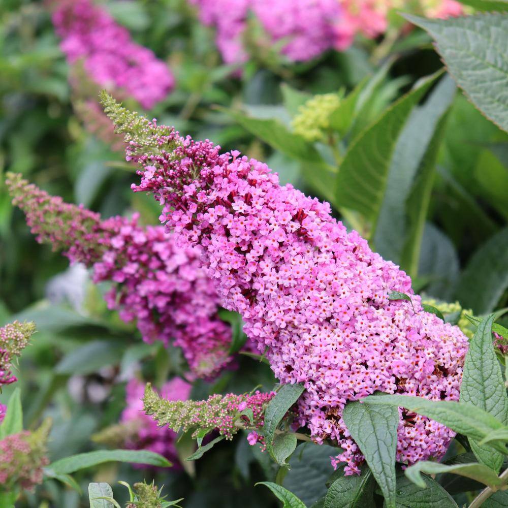PROVEN WINNERS 2 Gal. Pugster Pinker Buddleia Shrub with Rick Pink Flowers 15653