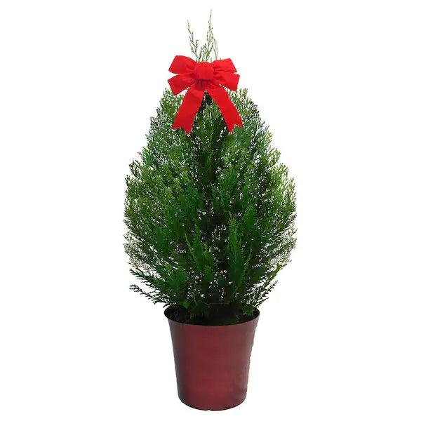 Cryptomeria Yoshino -Evergreen Foliage Christmas Tree