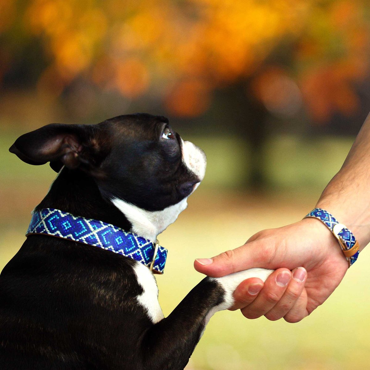 FriendshipCollar Mucky Pup Leather Dog Collar with Friendship Bracelet