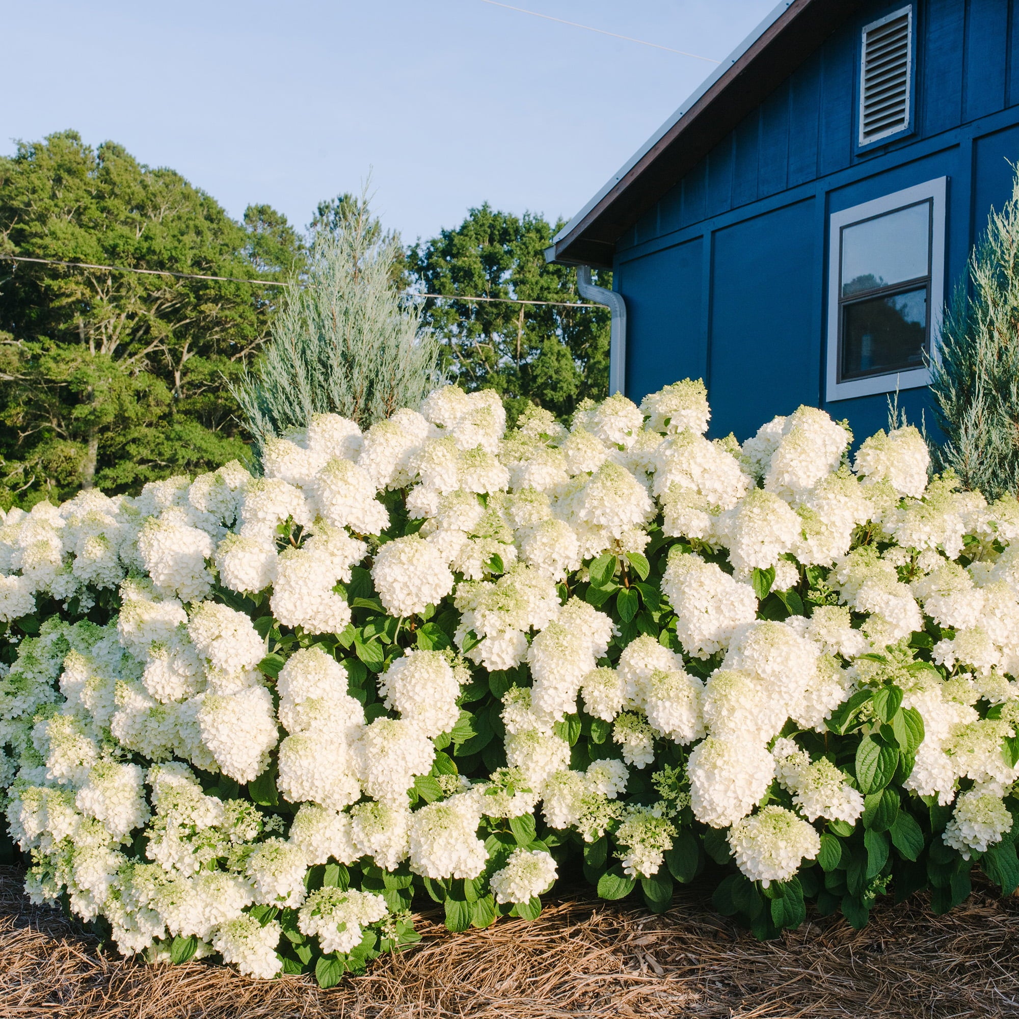 First Editions Hydrangea Little Hottie Live Shrub (2 Gallon)