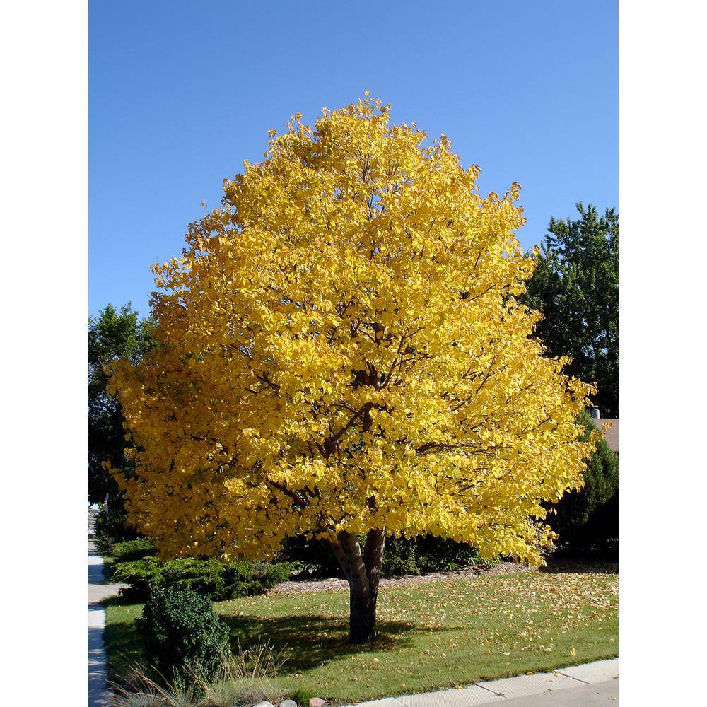 Online Orchards Littleleaf Linden Tree Bare Root SHLI002