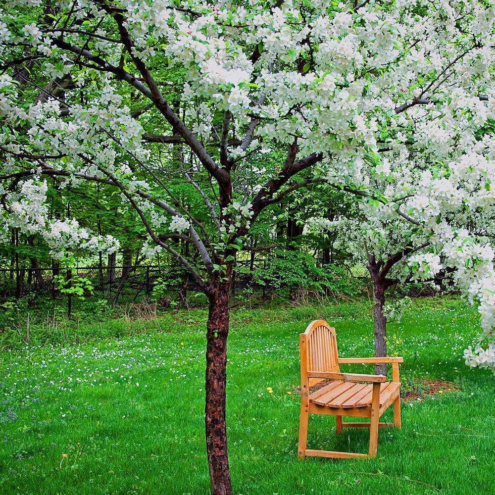 5 Gal. Sugar Tyme White Flowering Crabapple Tree CRASUG05G