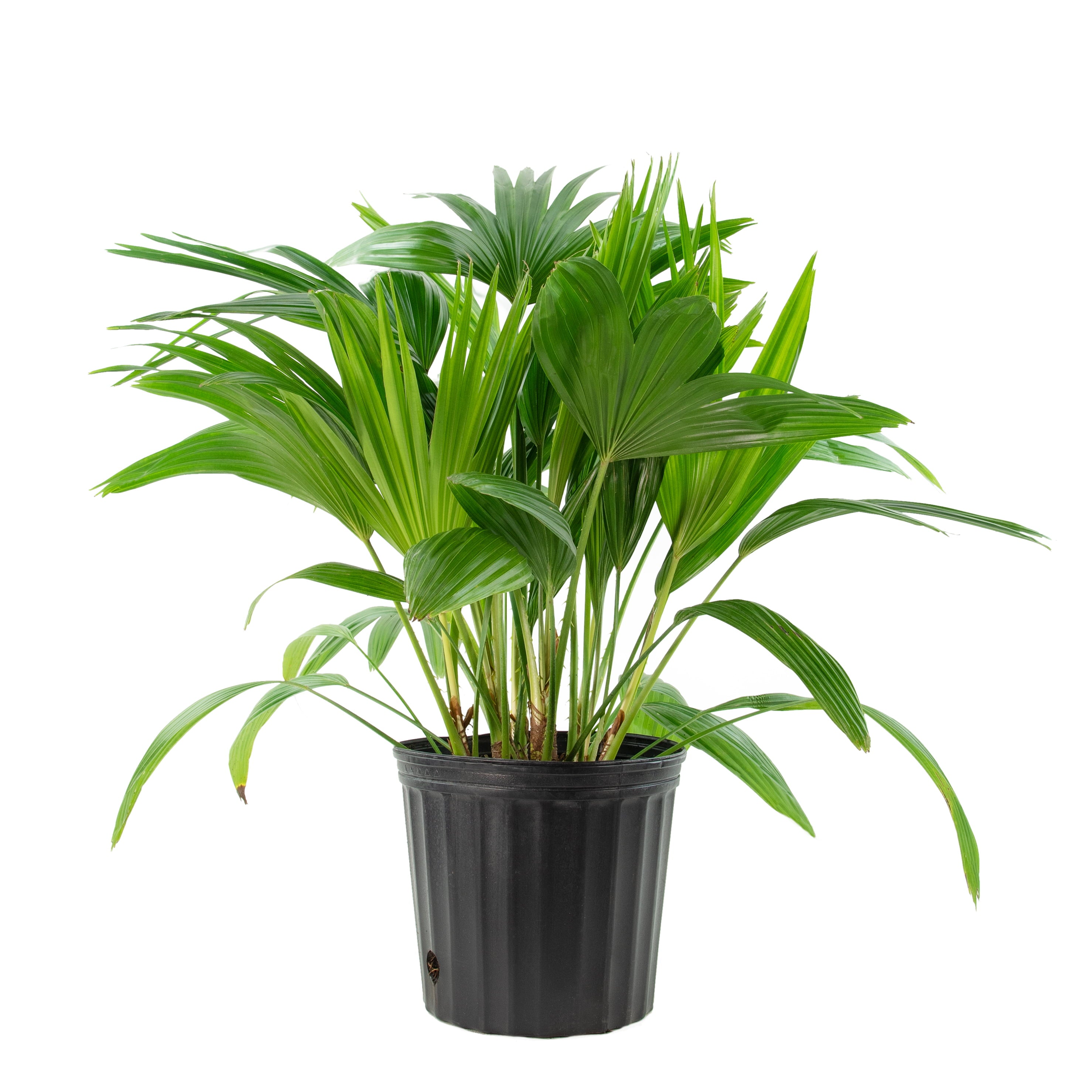 10 In Chinese Fan Palm