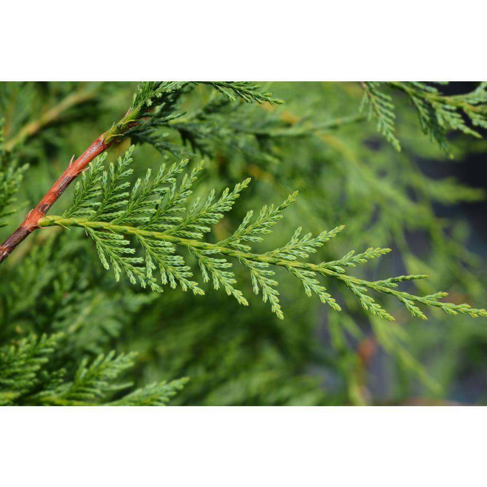 BELL NURSERY 3 Gal. Leyland Cypress (Cupressus Leylandii) Live Evergreen Tree Lush Green Foliage CYPRS3LEY1PK