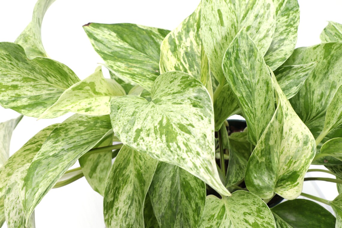 Live Marble Queen Pothos Plant - 6