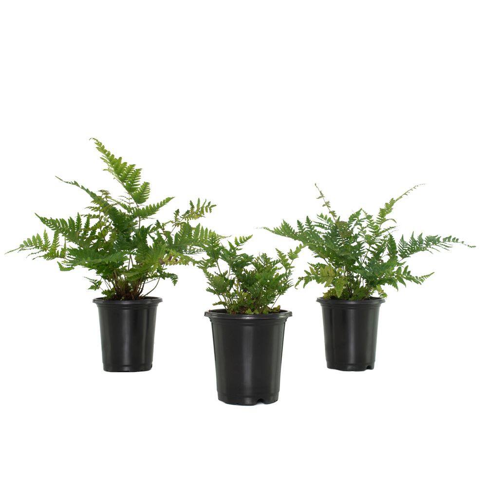 national PLANT NETWORK 4 In. Autumn Fern Plants in Grower Containers - 3-Plants HD1293