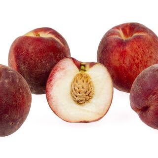 Online Orchards Snow Queen White Nectarine Tree (Bare-Root 3 ft. to 4 ft. Tall 2-Years Old) FTNC004