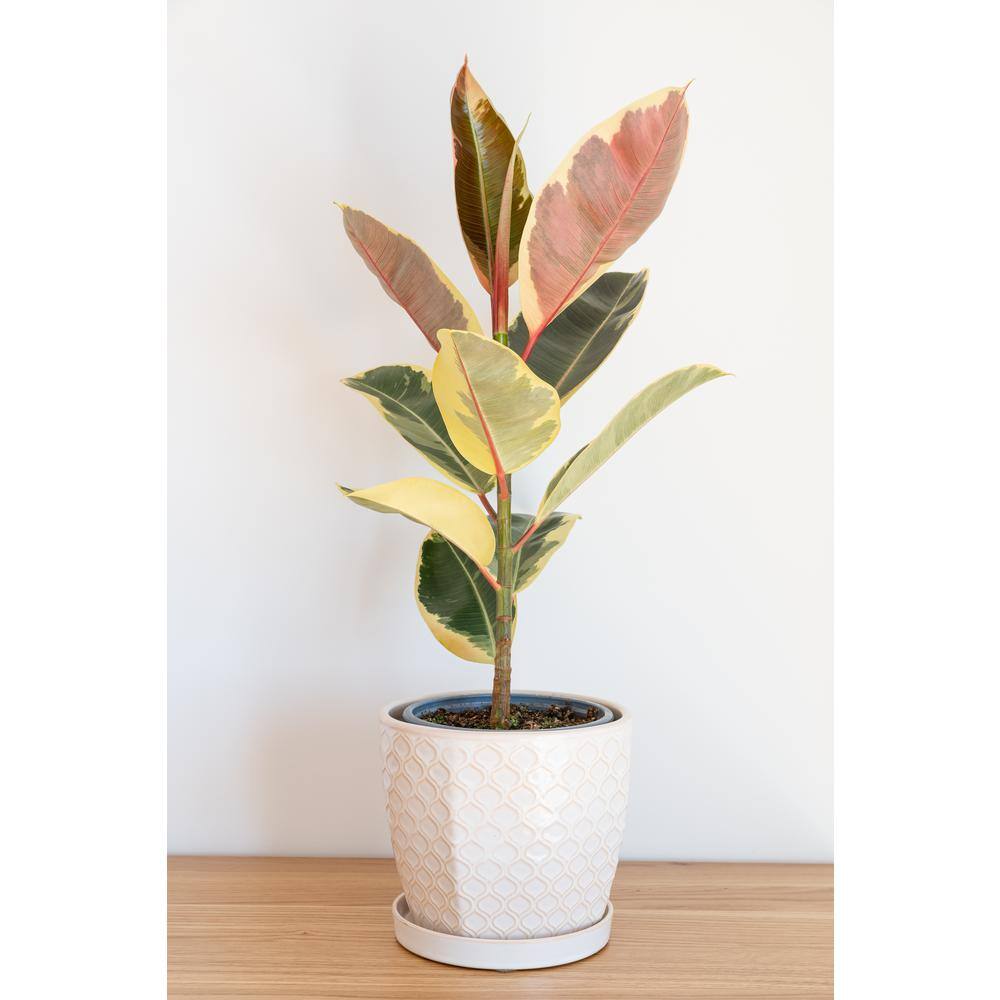 PROVEN WINNERS leafjoy Collection Ficus Elasica Tineke (Rubber Tree) Live Indoor Plant in 7 in. Seagrass Pot Avg Ship Height 15 in. PWFET6SEA1PK