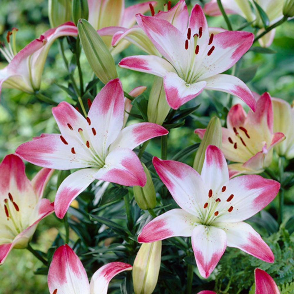 VAN ZYVERDEN Lilies Asiatic Lollypop Bulbs (7-Pack) 11354