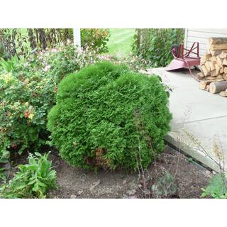 Online Orchards 1 Gal. Little Giant Arborvitae Shrub CFAR003