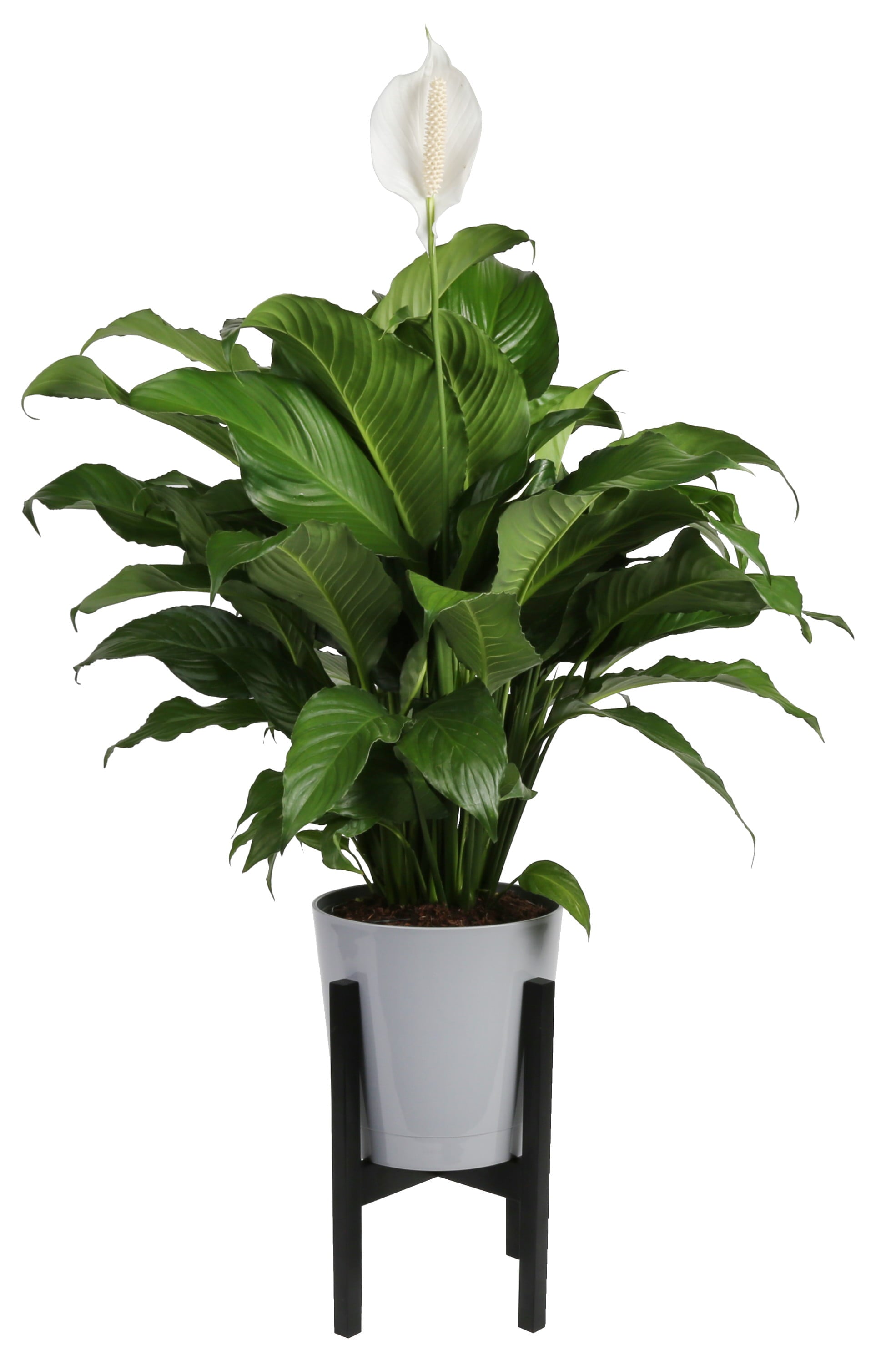 Costa Farms Live Indoor 27in. Tall White Peace Lily; Bright， Indirect Sunlight Plant in 9.25in. Mid-Century Modern Planter