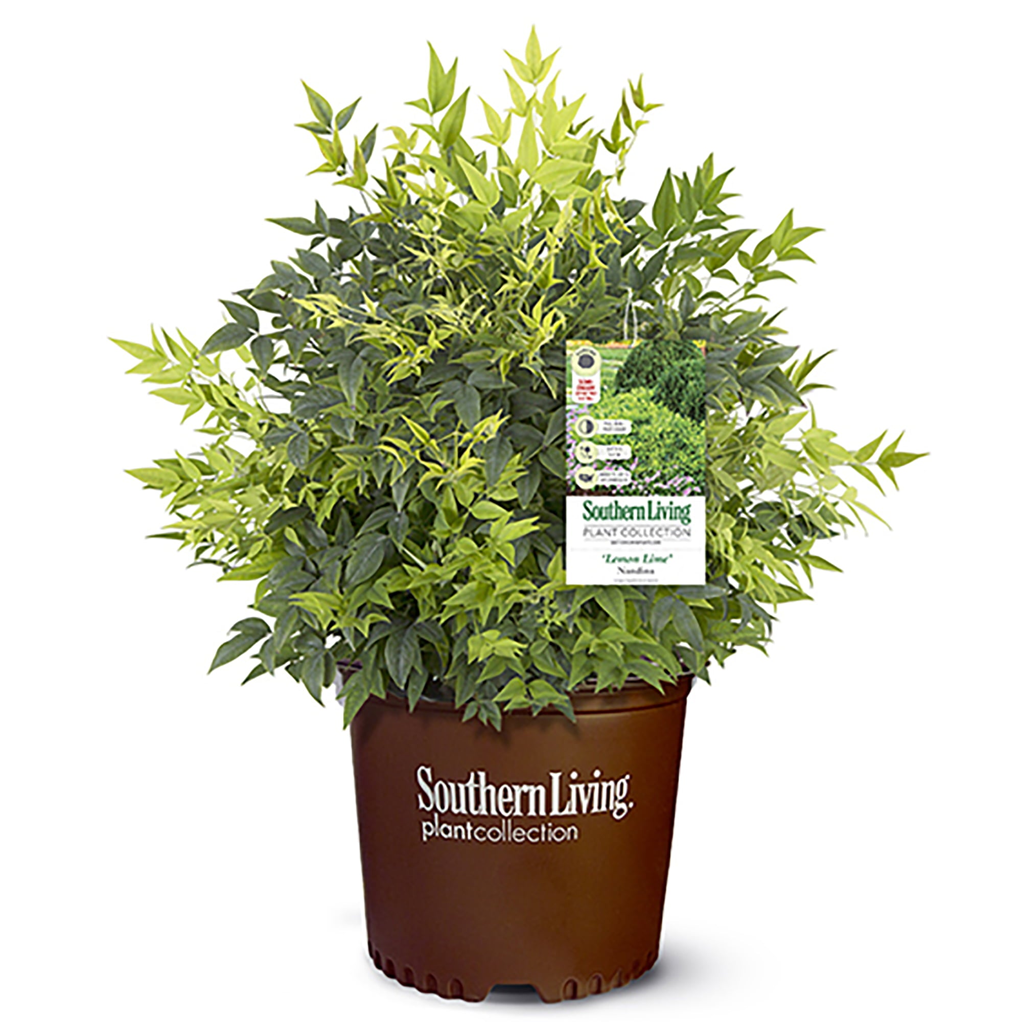 Southern Living Plant Collection Nandina Lemon Lime Live Shrub (2 Gallon)