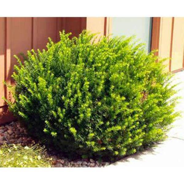 Online Orchards 1 Gal. Dark Green Dense Lush Evergreen Perfect Hedge or Accent Spreading Yew Shrub EGYW001