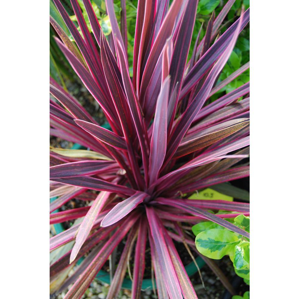 Perennial Grass Cordyline Paso Doble 2.5 qt. (2-Pack) 1218