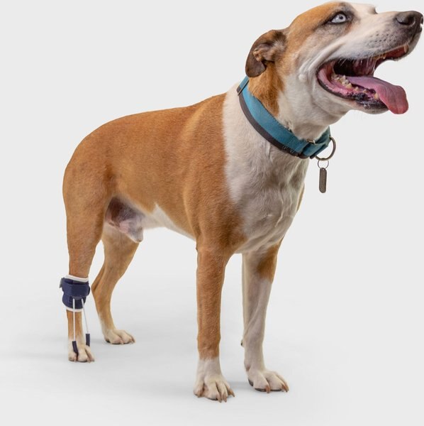 Balto Pull Hyperflexion Phalanges Dog Brace