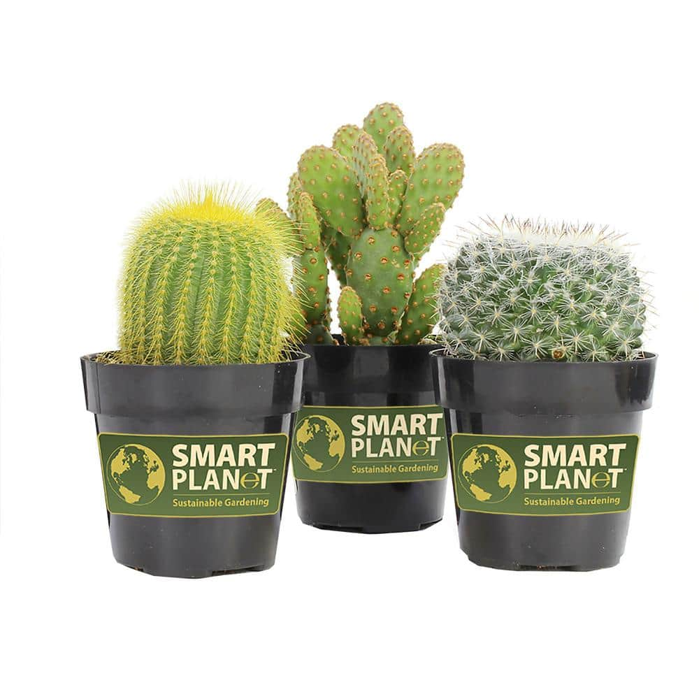 SMART PLANET 9 cm Assorted Cactus Plant Collection (3-Pack) 0882003