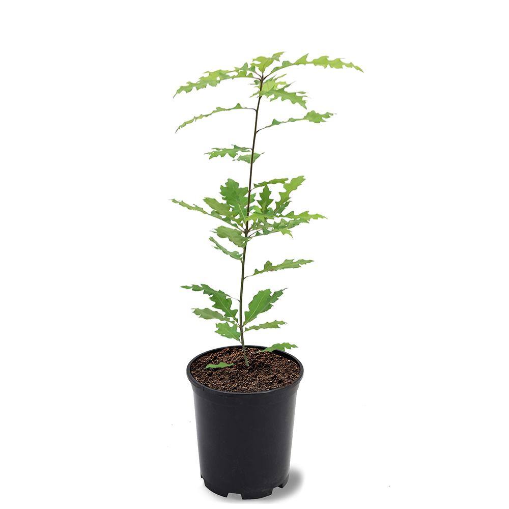 1 Gal. Shumard Oak Shade Tree OAKSHU01G