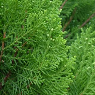 national PLANT NETWORK 2.5 qt. Cypress Leyland Shrub HD1100