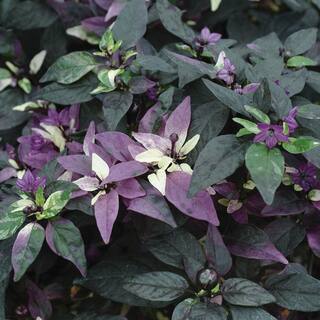 Bonnie Plants 19 oz. Purple Flash Pepper Plant 3301