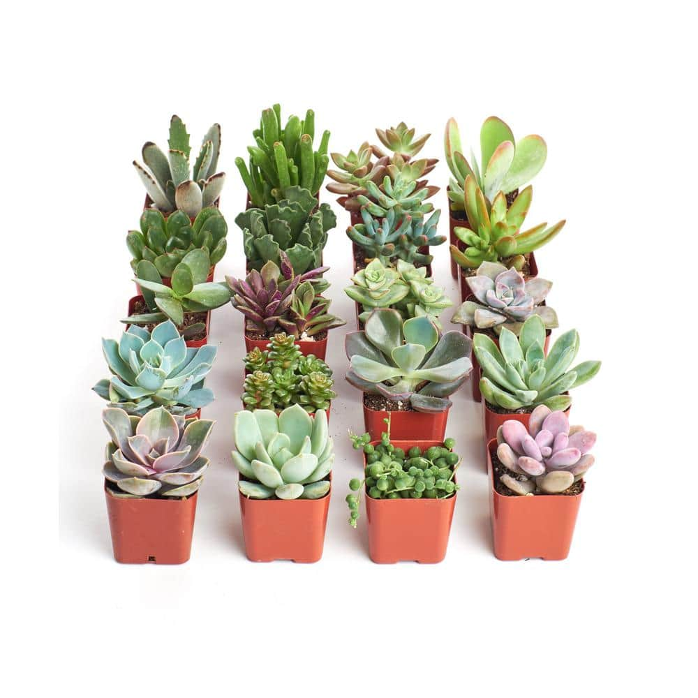 Home Botanicals Unique Succulent Collection (20-Pack) 20-SUC-NO2-2