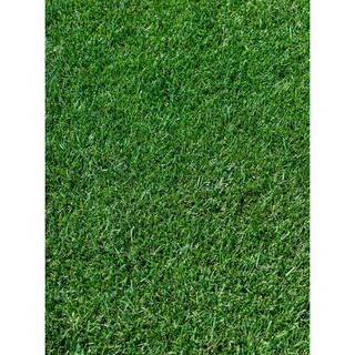 JB INSTANT LAWN JB Signature Tall Fescue with Turfmend 8lb tmtf8