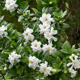 national PLANT NETWORK 2.25 Gal. White Blooms Frostproof Gardenia Plant HD7491