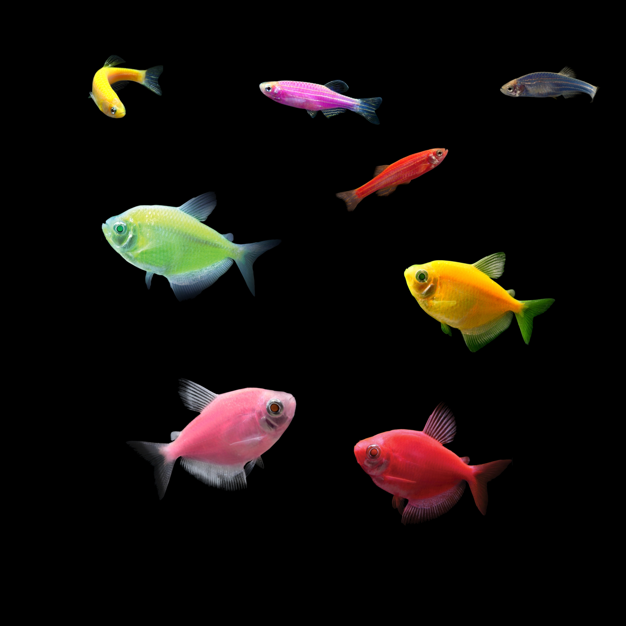 GloFish®10G Community Tetra-Danio 8ct Live Fish Assortment