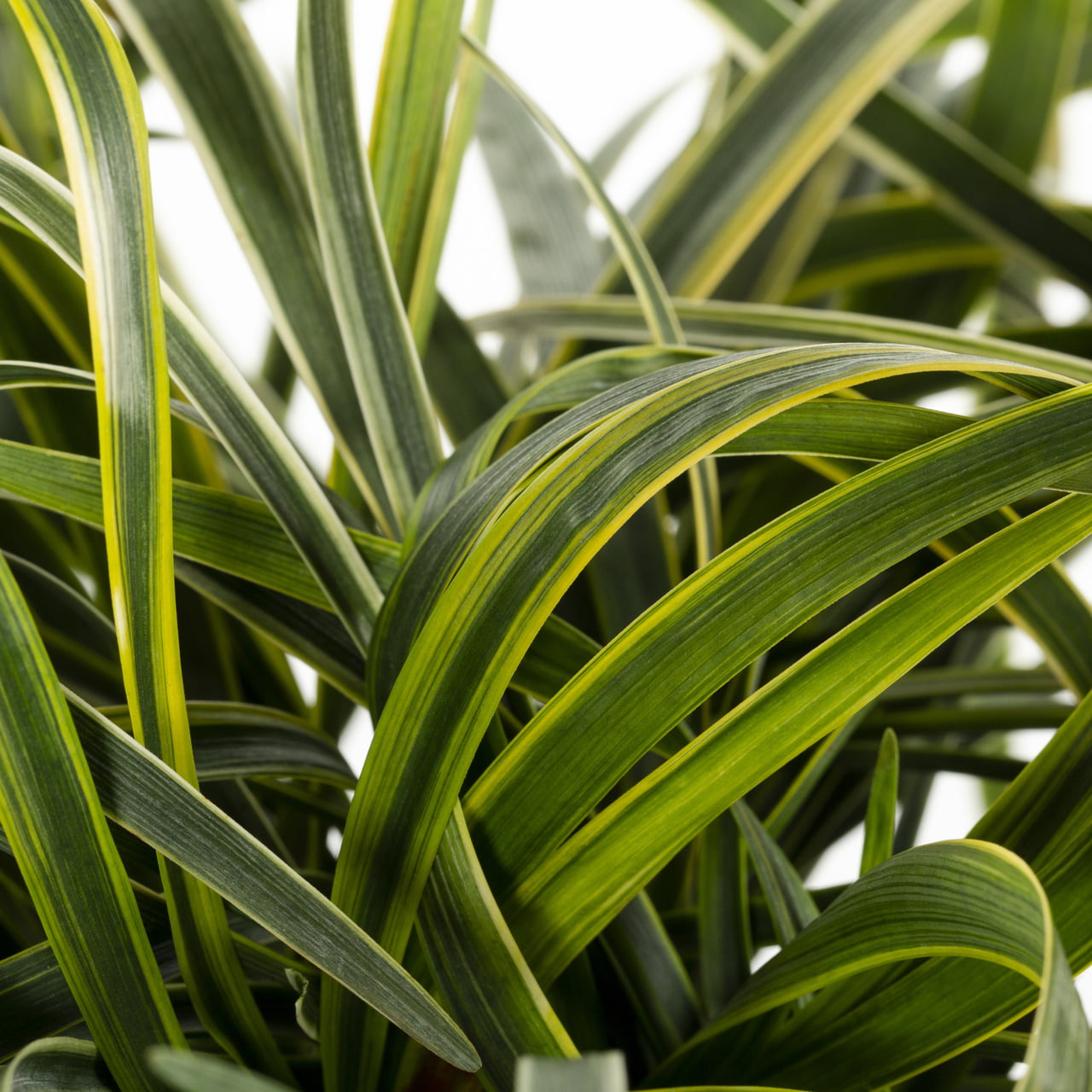 Expert Gardener 2.5QT Variegated Liriope Live Plants (3 Pack) with Grower Pots