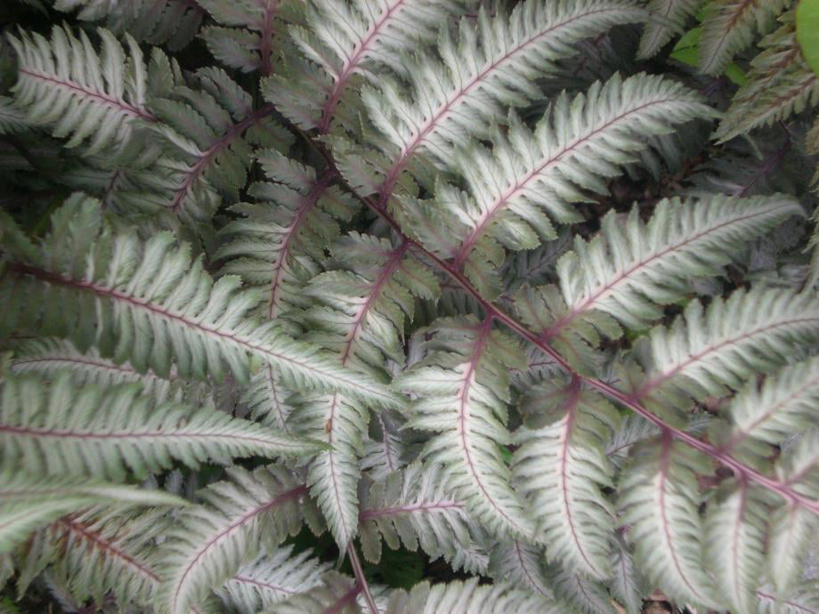 Classy Groundcovers - A collection of ferns that go well together: 25 Athyrium niponicum 'Pictum' + 25 Osmunda cinnamomea