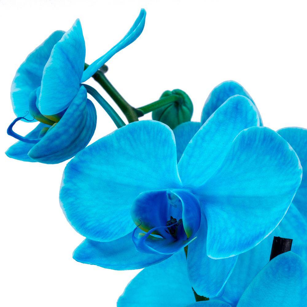 DecoBlooms 5 in. Orchid Aqua Color Fused in Container DB9066