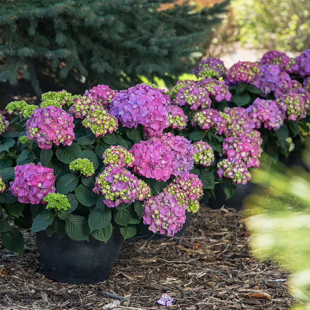 Endless Summer® Summer Crush® Hydrangea