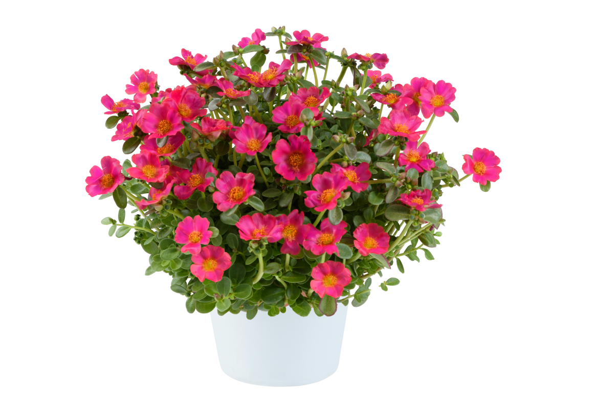 Better Homes and Gardens 1 Quart Purslane Pazazz Nano， Multicolors， Annual， Live Plant (4 Count Pack)