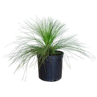 FLOWERWOOD 2.5 Gal - Longleaf Pine Evergreen Tree 47373FL