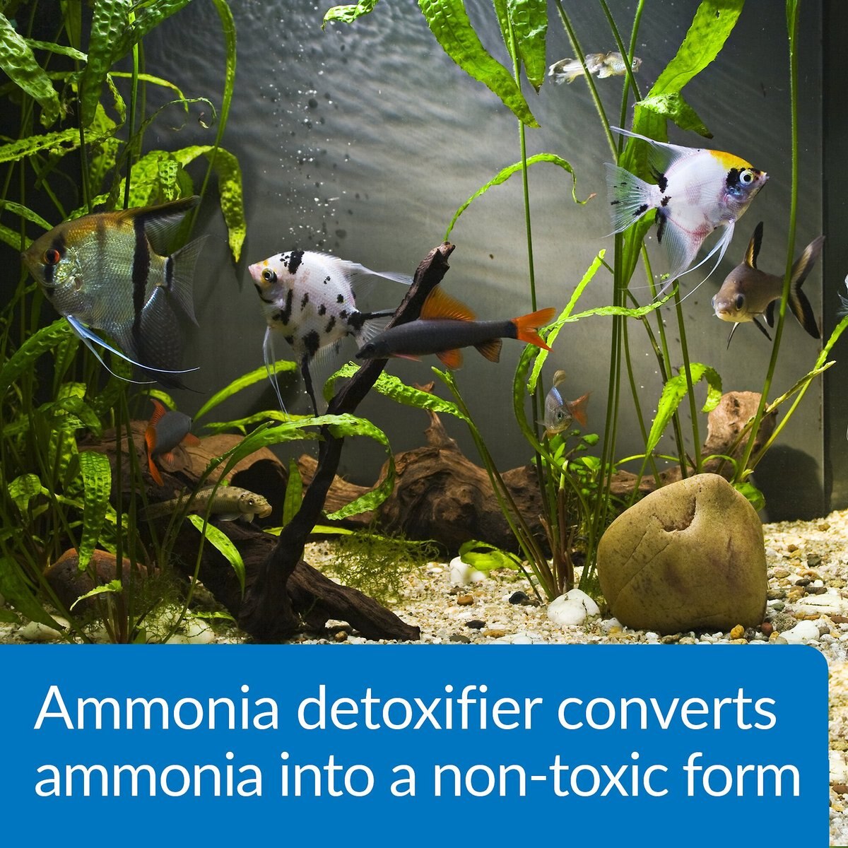 API Ammo-Lock Freshwater and Saltwater Aquarium Ammonia Detoxifier