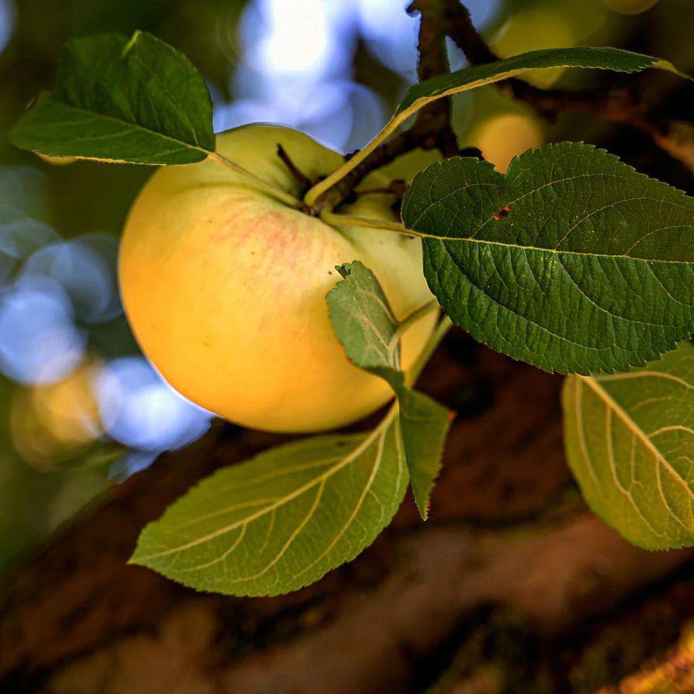 Southern Living 7 gal. Honey Gold Apple Tree APPHGO07G