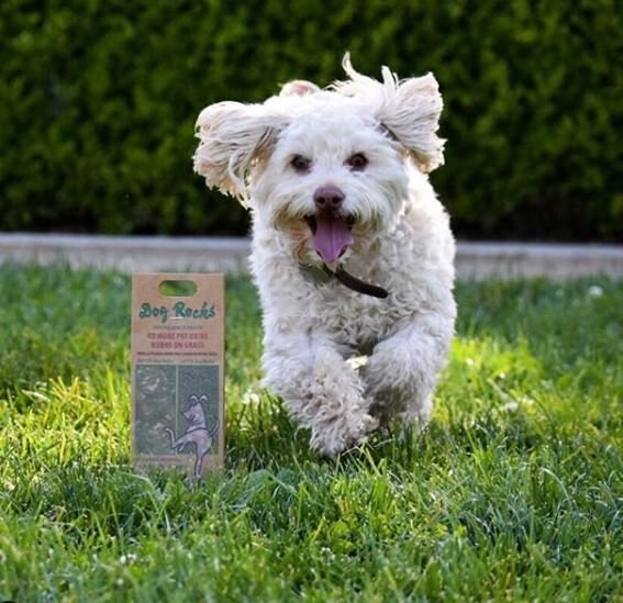 Dog Rocks Grass and Lawn Saver Dog Urine Burn Patch Protection