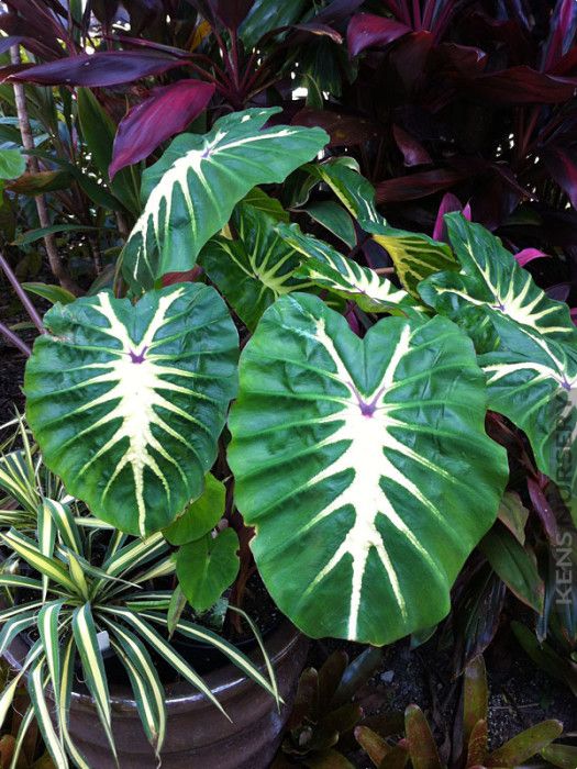 Royal Hawaiian White Lava Elephant Ear