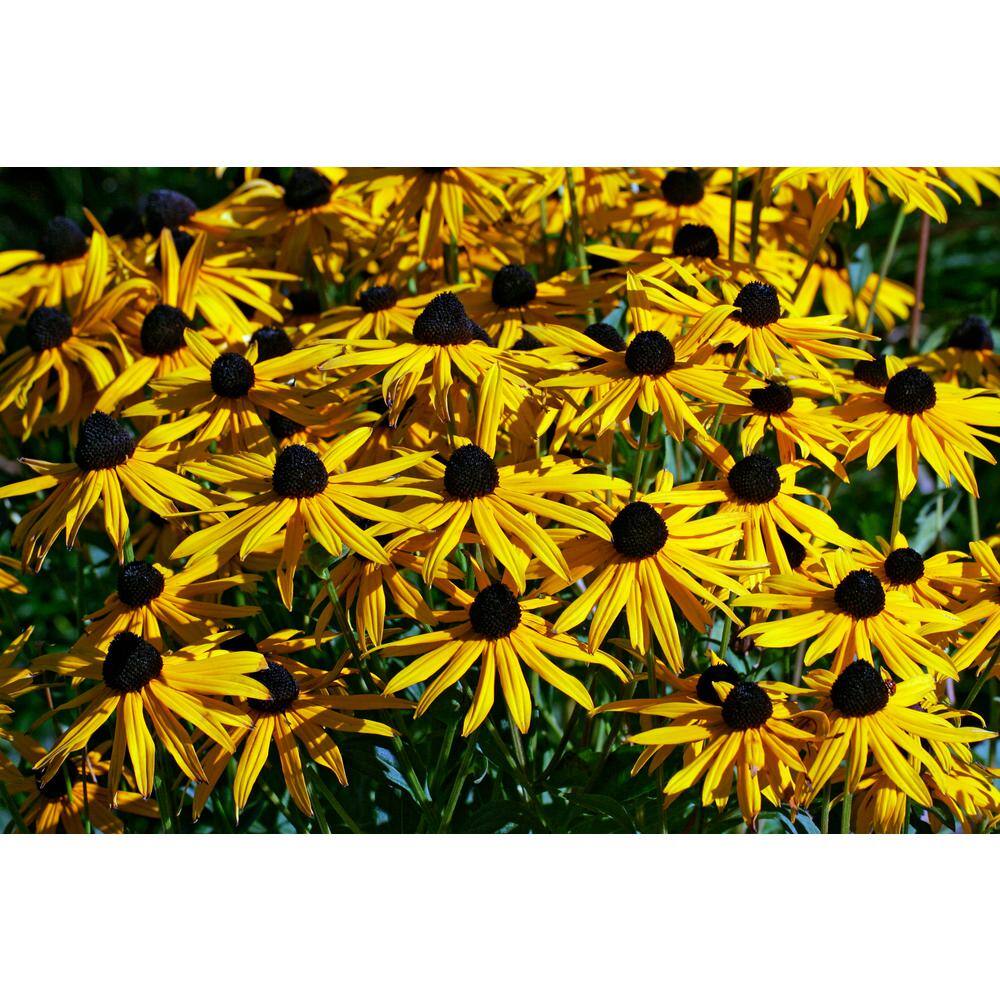 BELL NURSERY 2.5 Qt. 'Goldsturm' Black-Eyed Susan (Rudbeckia) Live Potted Perennial Plant with Golden Yellow Flowers (1-Pack) BESUS1YLW1PK