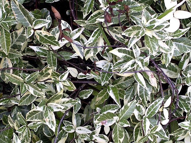 Variegated Star Jasmine